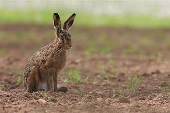 A jackrabbit sitting in a field.